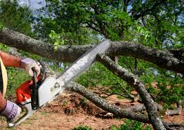 Best Fruit Tree Pruning  in Grand Canyon Village, AZ