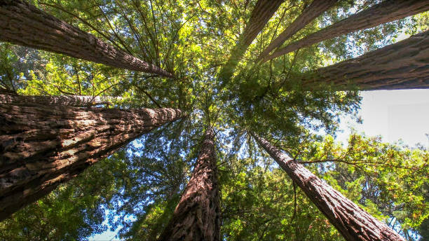 How Our Tree Care Process Works  in  Grand Canyon Village, AZ